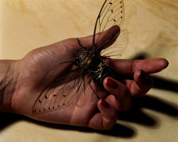 whoinspiresme:  Michael Thompson - Insect in Hand, Kona, Hawaii,