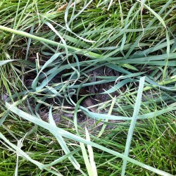 There are baby bunnies in that hole! Beja found them at her school.