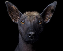 dezzoi:  Xoloitzcuintli 