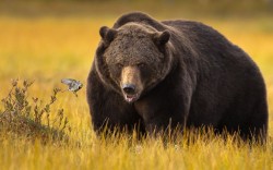 theanimalblog:  This tiny bird outwitted a massive bear when