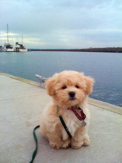 Cute little doggy enjoying some sea air.