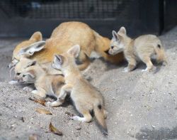 cupcakedinosaur:  theanimalblog:   Baby Fennec   OH MY WORD YOU