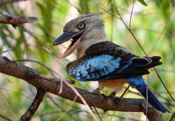 theanimalblog:  Male Blue-winged Kookaburra (por mark.helle)