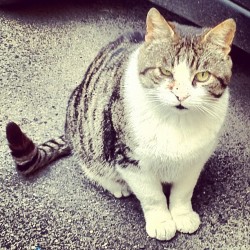 Gattaccio - #cat#gattini#gatto#gatti#pussycat#pussy#igerspadova