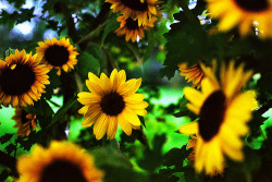 photographic-energy:  birthday flowers (by Rona Keller) 