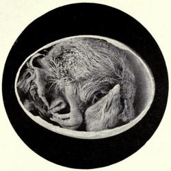 biomedicalephemera:  Embryo of Chick in Shell Shell removed and