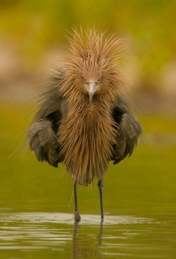 magicalnaturetour:  What an ugly and cute thing!! :) reddish