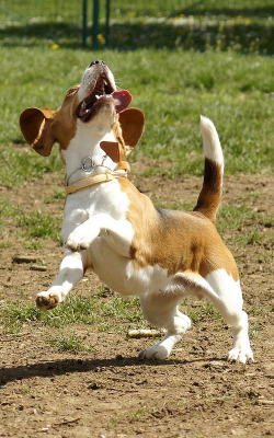 Hound Dogs Running