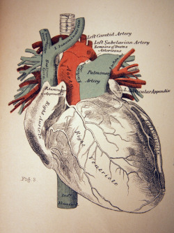 youguysarelame:  invado:  Anatomically Correct Heart Illustration