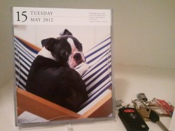 Sometimes when I come home, my dog calender saves my life.