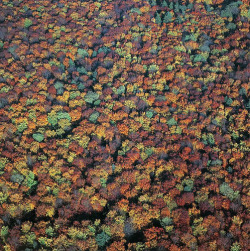 curiae:  Autumn forest (by Aerial Photography)