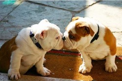  puppy kisses <3  