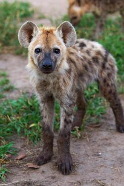jayalice:  Hyenas make a variety of vocalizations, including