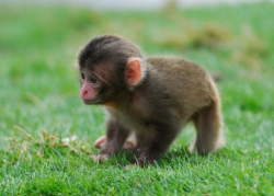 magathavonjacoby:  Baby snow monkey! so cute i want him 
