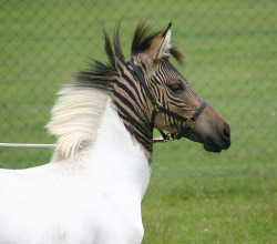 earth-song:  Is it a zebra? Is it a horse?Nope… It’s a zorse!This