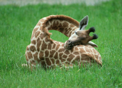 theanimalblog:  This is how baby giraffes sleep
