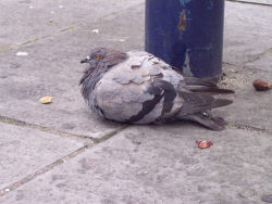 trigger-happy-buttmunch:  so there’s a pigeon i used to pass