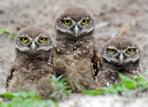 theanimalblog:  Four-week-old Florida burrowing owlets stand in their nest at a park in Miami, Florida.  Photograph: Rhona Wise/Reuters
