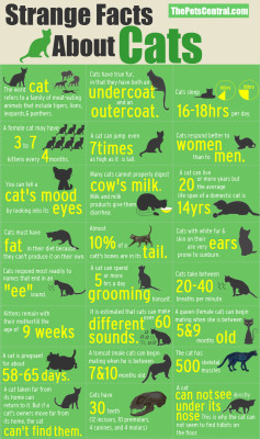 acceber74:  filialunaris:  kittehkats:  Strange Facts About Cats