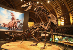 z3r0returns:  illeopardo-blog: tyrannosaurus skeleton casts mounted