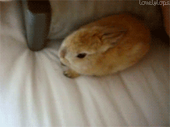 lovelylops:  Rabbit and a… foot massager. 