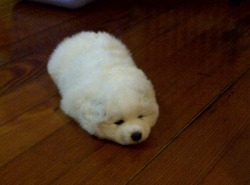 astropan:  Samoyed pup, or baby seal?! 