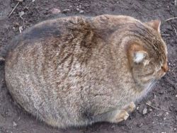 cuteness-daily:  fat-animals:  A cat that is (delightfully) fat.