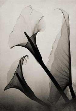 eerriinnffrroosstt:  Thomas W. Louyle, Calla Lily X-Ray, 1930