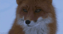 colourfresh:  Must see  What does the fox say? Ding-ding ding