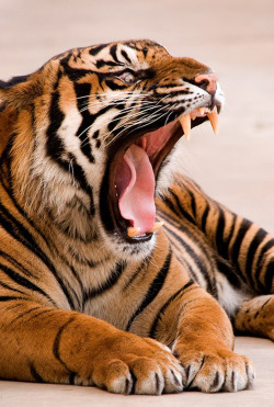 kevvn-deactivated20141201:  Intense Tiger Yawn (sunspotimages)