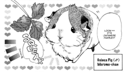 guinea pig in manga! SFUEWJGWEOGBK!!!! <3 <3