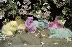 stopdropandvogue:  Tim Walker’s Pastel Cats “A lot of