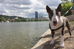mybullterrier:  Just before I made him cry… (by pghjame43)