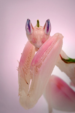 vergins:  moonfuls:  Praying mantises always look like they know