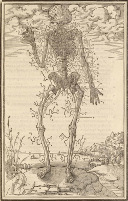  La dissection des parties du corps humain… Paris, 1546. Woodcut.