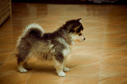 kissthelip5-betweenmyhip5:  crystalnoel:  This is a Pomsky. 