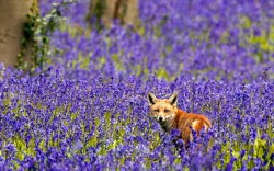 :  A fox is pictured in a sea of bluebells. The scene was captured