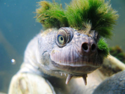 whoa-nature:  A very punk Mary River Turtle. http://www.flickr.com/photos/chrisvanwyksadventures/