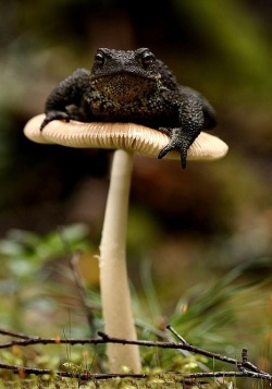 the-redheaded-harlot:  wtwtare:  A toadstool being used as a