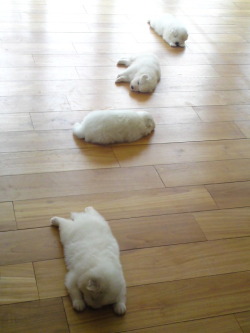 wakeupnew:  it’s like a trail of exhausted puppies instead