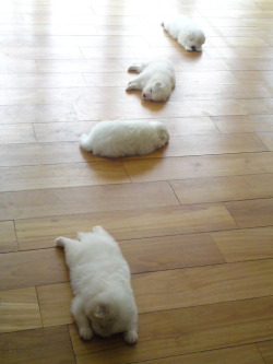 Trail of Puppies