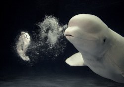 A beluga whale makes and plays with bubble rings. 