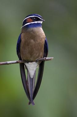 lovenature:  Whiskered Treeswift (Hemiprocne comata) 