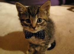 Just a kitten.  In a bowtie.