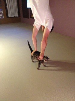 puppiedog:  i thought he was doing a handstand onhis cat 