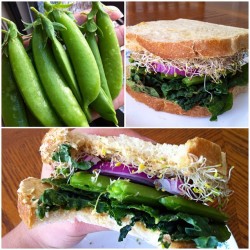 yackattack:  I made a tasty sandwich in honor of my first sugar
