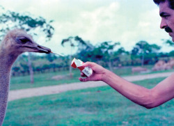 supremevillainy:  Pablo Escobar with his pet ostrich 