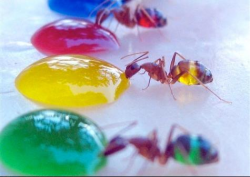Ants drinking food colored water