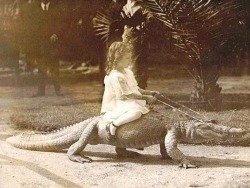 1920s, Doreen taking an alligator ride.