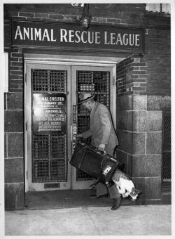 A cat escapes from the Animal Rescue League, 1930’s. .